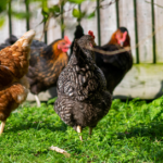Indian Poultry Industry:- Challenges, Problems and Opportunities