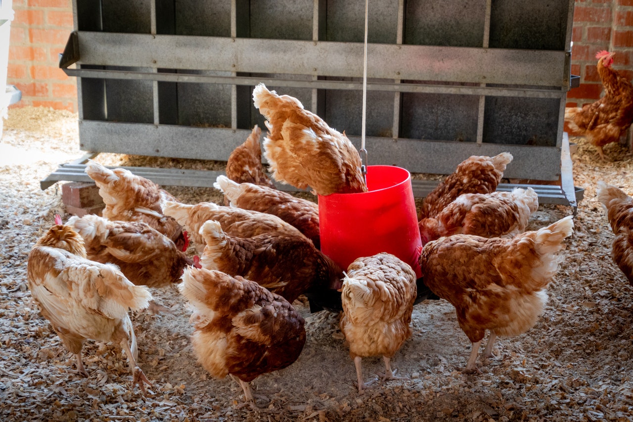 Satiate Nutritions Poultry farm